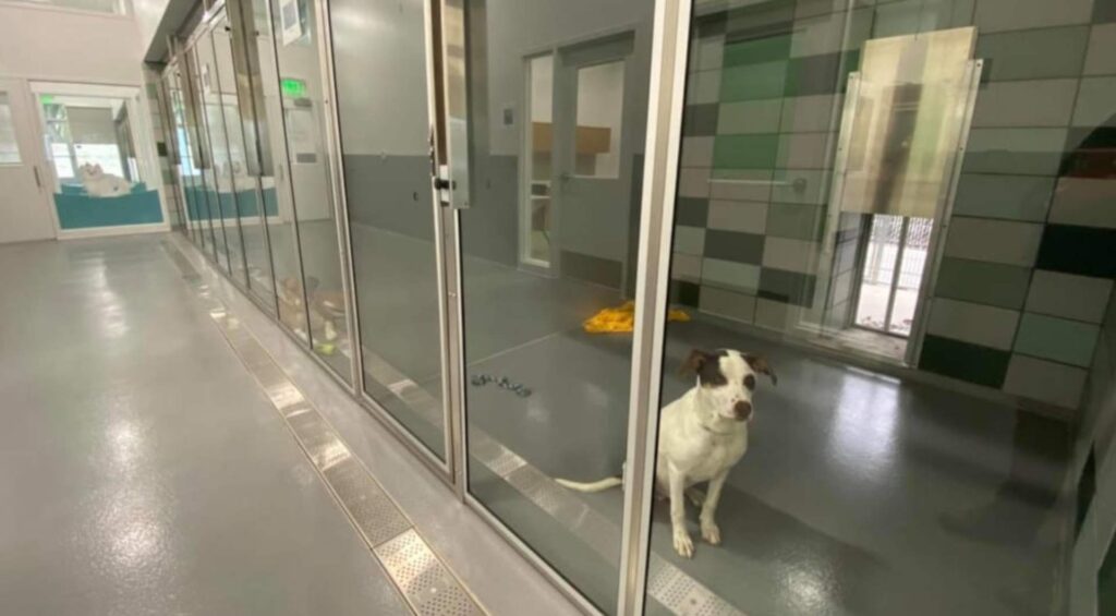 how-long-does-epoxy-floor-last how long does epoxy floor last